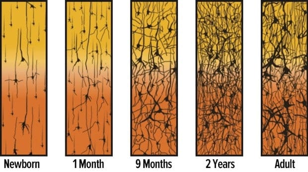 Picture of number of synapses in a baby's brain in first months and years of life compared to as an adult
