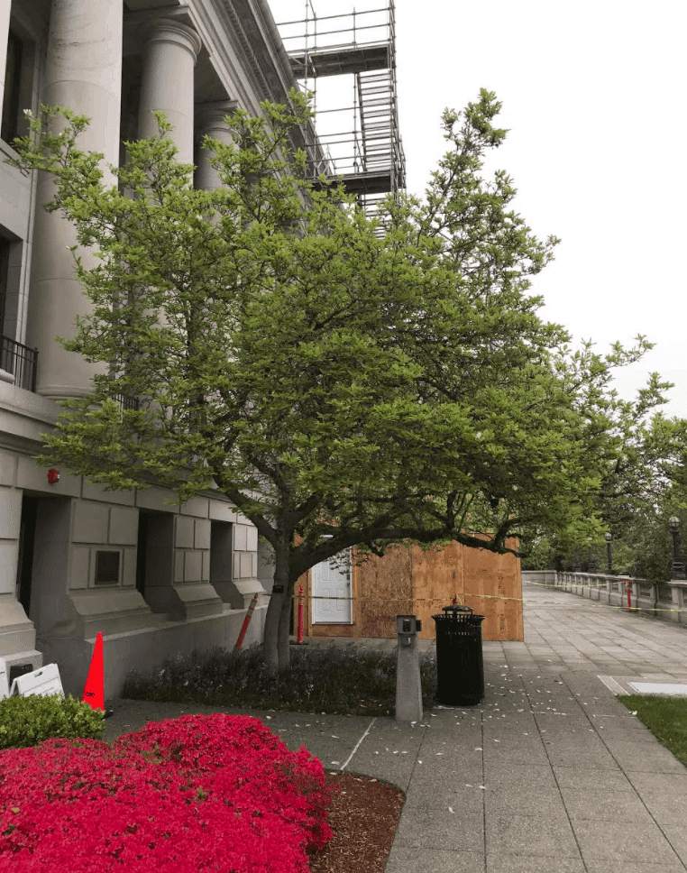 Sine Die Tree in Olympia, Washington