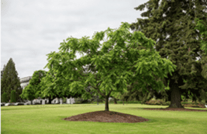 “Bush Butternut Tree” on the Washington State Capitol Campus