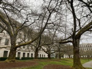 Cherry Blossom Tree on Washington Capitol Campus