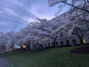 Photo of the cherry blossom trees on the Capitol Campus in Olympia, Washington, shot from the side, in the early morning during sunrise from March 2025.
