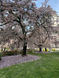 Photo of the cherry blossom trees on the Capitol Campus in Olympia, Washington, with the legislative building seen through the tree branches in the background, in the morning from April 2025.