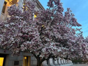 Photo of the Saucer Magnolia "Sine Die Tree" on the Capitol Campus in Olympia, Washington, shot from the side, in the morning just after sunrise from late March 2025.
