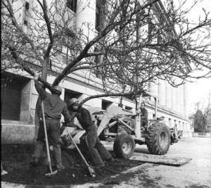 Black and white photo from March 11, 1977 showing the installation of the Saucer Magnolia "Sine Die Tree" on the Capitol Campus in Olympia, Washington. Two men in work gear and hard hats lean into the tree with shovels at their left side dug into the dirt. To the right of the tree is an excavator operated by another man in work gear.