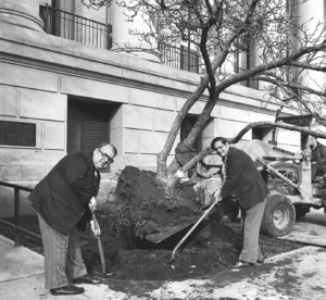 Black and white photo from March 11, 1977 showing the installation of the Saucer Magnolia "Sine Die Tree" on the Capitol Campus in Olympia, Washington. Washington State Senators Gordon Sandison (D-24) and Charles Newschwander (R-28) are seen in suits looking at the camera as they shovel dirt around the Sine Die Tree which is being lowered into the ground by an excavator off to the right of the image.