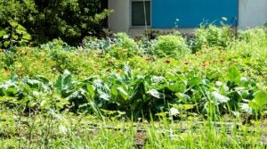 Educare Chicago garden