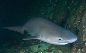 Bluntnose Sixgill Shark, Hexanchus griseus. Mackenzie Bight, Saanich Inlet, Vancouver Island, Canada, North Pacific.