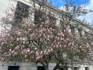 Saucer Magnolia tree known as the Sine Die tree located at the southeast entrance of the Legislative Building.
