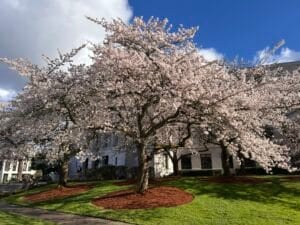 Cherry Blossom tree on the Washington State Capitol Campus with the John L. O'Brien building in the background.